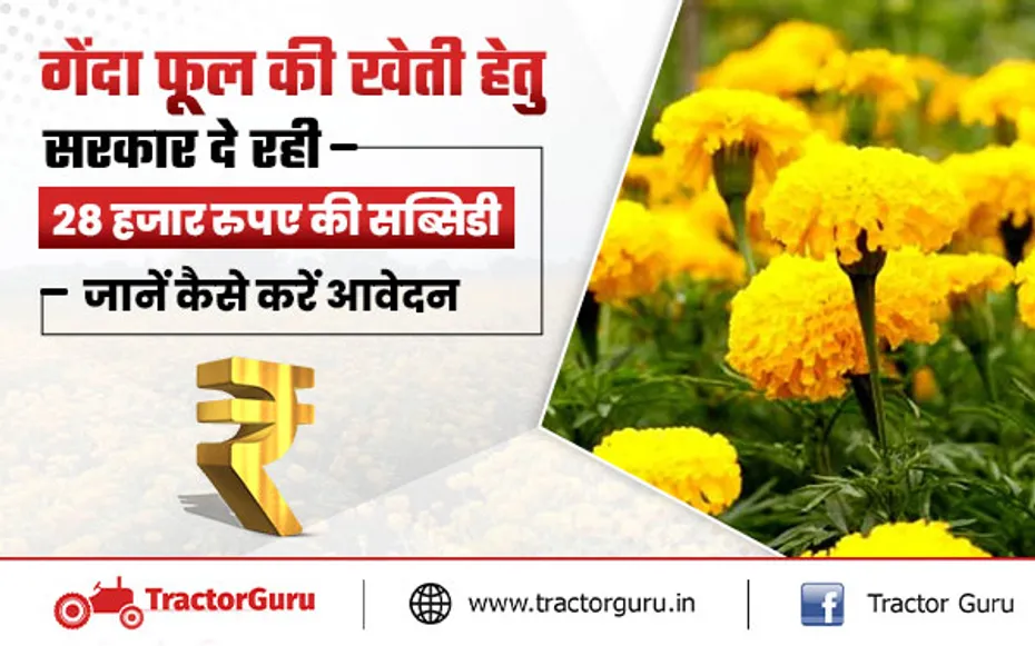 गेंदे के फूल की खेती पर मिलेगी 28 हजार रुपए की सब्सिडी, यहाँ करें आवेदन