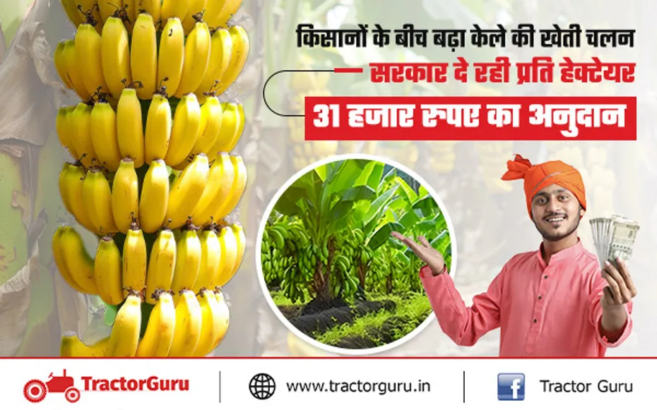 Banana Farming : किसानों को केले की खेती पर 31 हजार रुपए की सब्सिडी