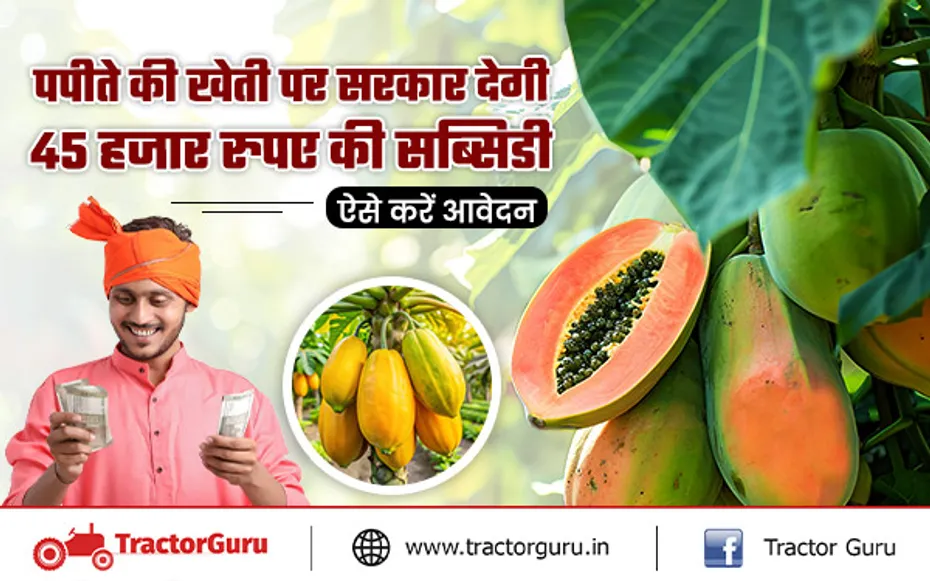 Horticulture : पपीते की खेती पर किसानों को 45 हजार रुपए की सब्सिडी