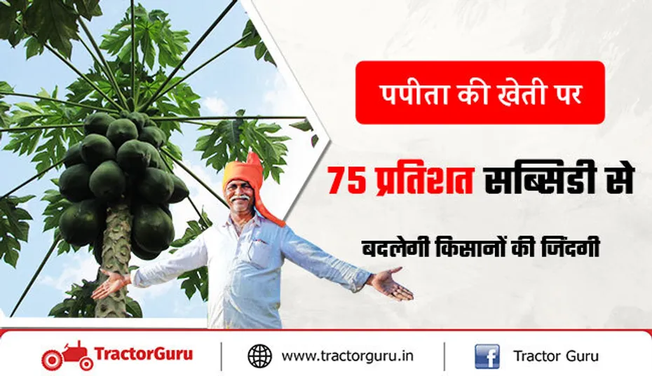 पपीता खेती पर सब्सिडी : किसानों को पपीता की खेती पर मिलेगा 75 प्रतिशत सब्सिडी