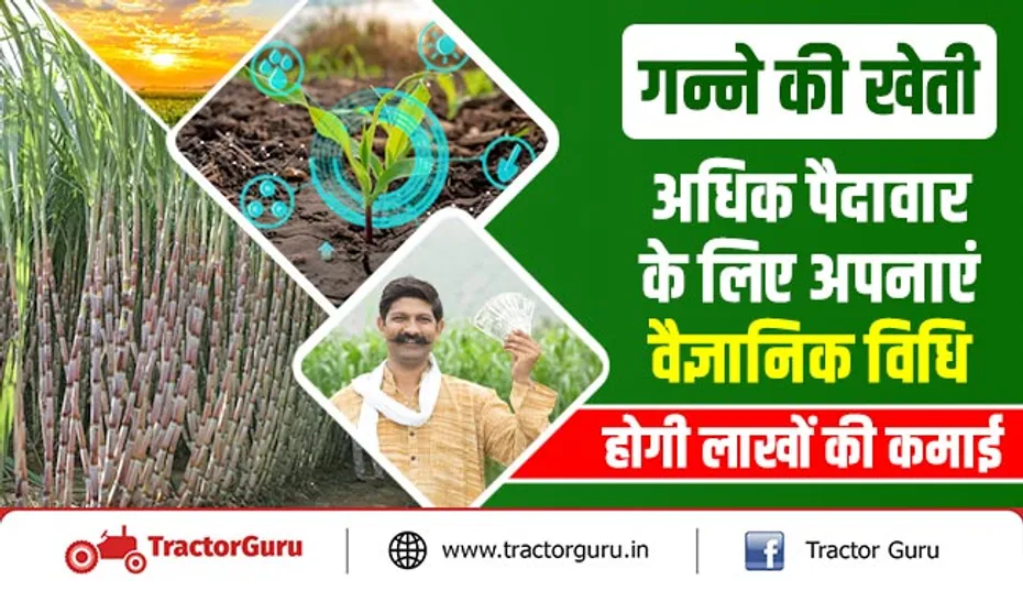 गन्ने की खेती : अधिक पैदावार के लिए अपनाएं वैज्ञानिक विधि, होगी लाखों की कमाई