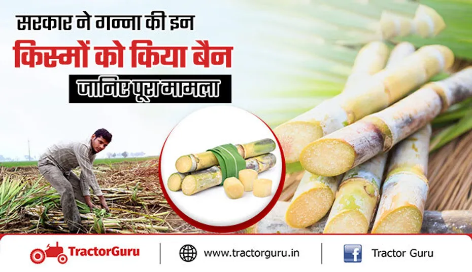 गन्ना खेती : सरकार ने गन्ना की इन किस्मों को किया बैन, खेती करने पर होगी कार्रवाई
