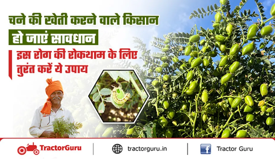 Gram Crop : चने को खतरनाक रोग और कीटों से बचाने के लिए तुरंत करें ये उपाय