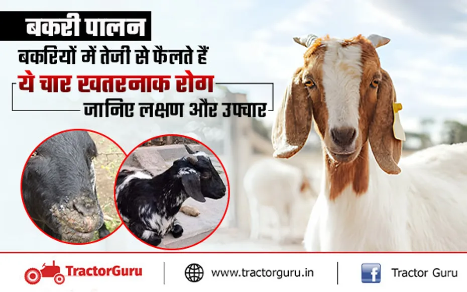 बकरी पालन : बकरियों में तेजी से फैलते हैं ये चार खतरनाक रोग, जानिए लक्षण और उपचार