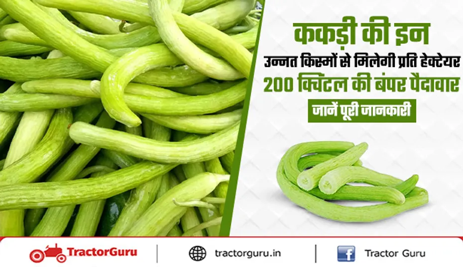 Cucumber Plant : ककड़ी की इन उन्नत किस्मों से मिलेगी बंपर पैदावार और मोटा मुनाफा