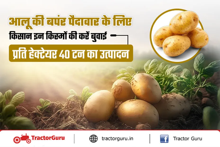 Potato Farming : आलू की इन किस्मों से पाए प्रति हेक्‍टेयर 40 टन का उत्पादन