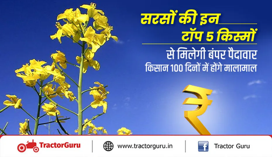 सरसों की इन टॉप 5 किस्मों से मिलेगी बंपर पैदावार, किसान 100 दिनों में होंगे मालामाल