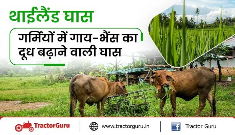 गर्मियों में थाईलैंड की इस घास से बढ़ेगा गाय भैंस के दूध का उत्पादन, किसानों की आय में होगी वृद्धि