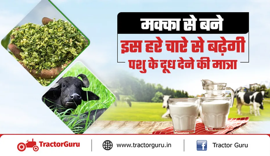 हाइड्रोपोनिक्स यूनिट : मक्का से बने इस हरे चारे से बढ़ेगी गाय-भैंस के दूध देने की मात्रा