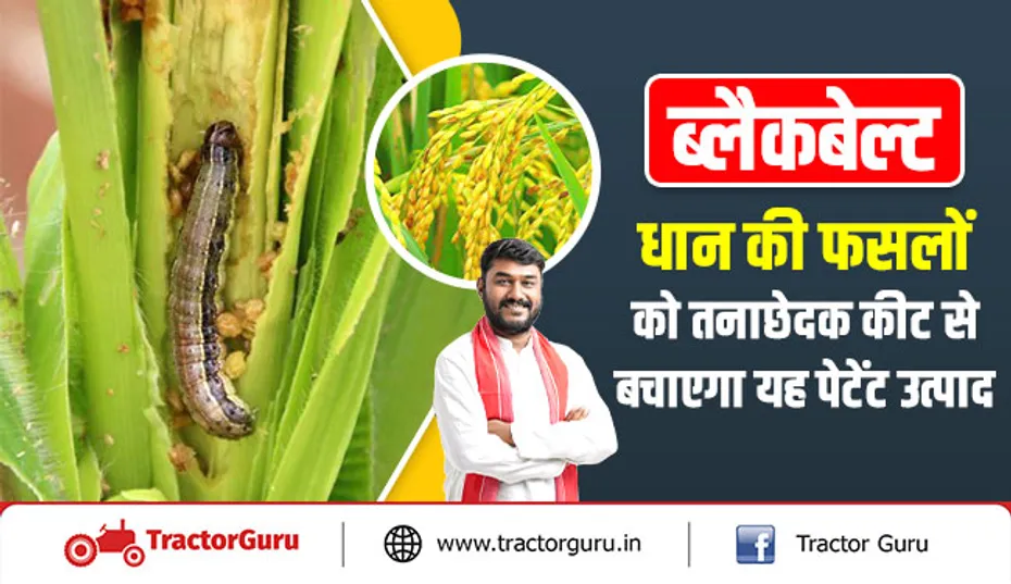 ब्लैकबेल्ट : धान की फसलों को तनाछेदक कीट से बचाएगा यह पेटेंट उत्पाद, उत्पादन में होगी वृद्धि