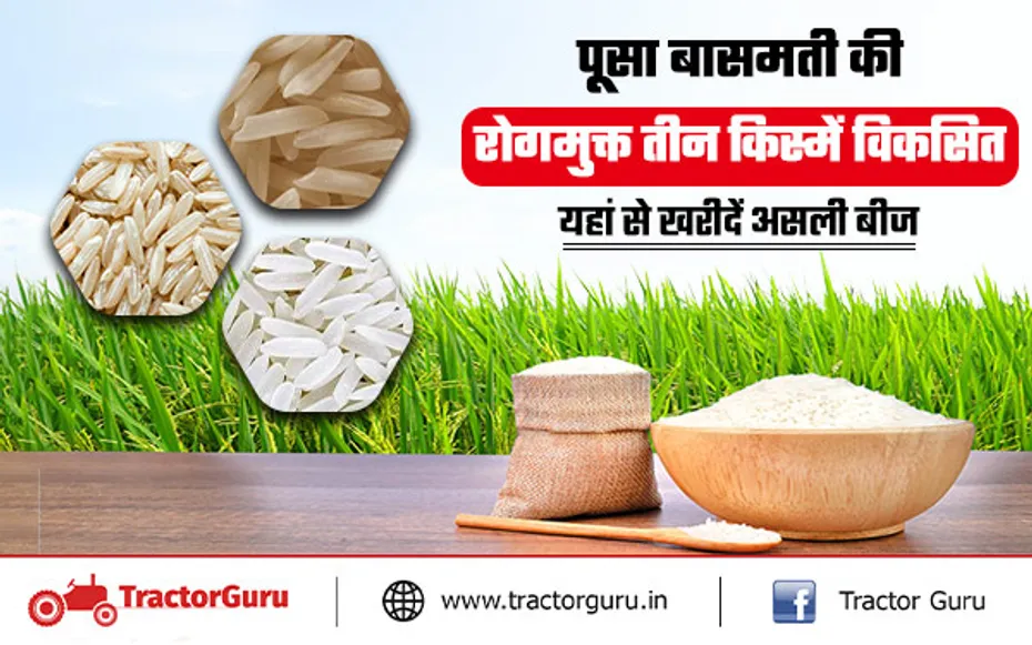 Basmati Rice: पूसा बासमती की तीन रोगमुक्त किस्में विकसित, मिलेगी अच्छी पैदावार