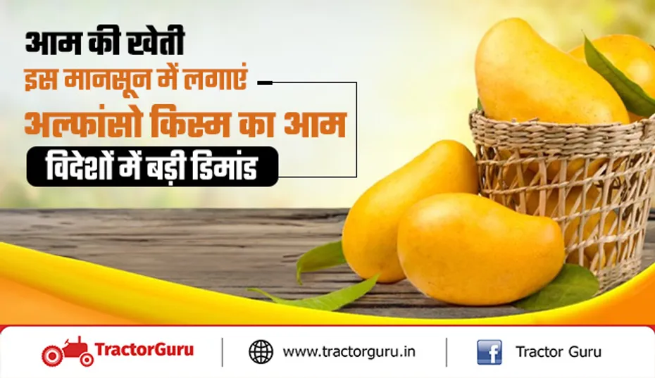 Alphonso Mango Price : 1200 से 1500 रुपए प्रति किलो बिकता है यह आम