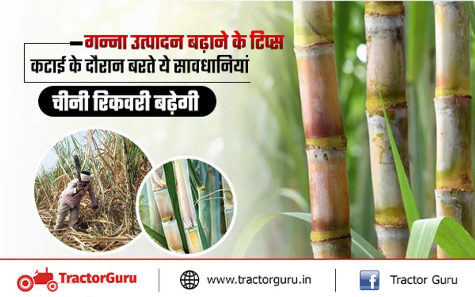 गन्ने उत्पादन बढ़ाने के टिप्स जिससे चीनी रिकवरी बढ़ेगी,कटाई के दौरान बरते ये सावधानियां