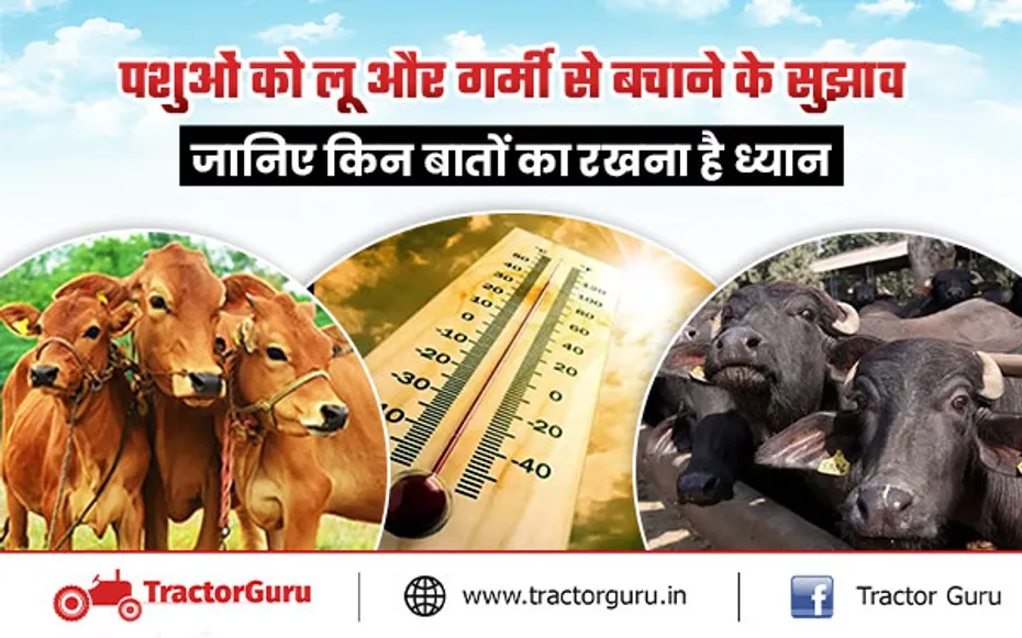 लू और गर्मी से पशुओं को बचाने के लिए इन बातों का रखना होगा ध्यान