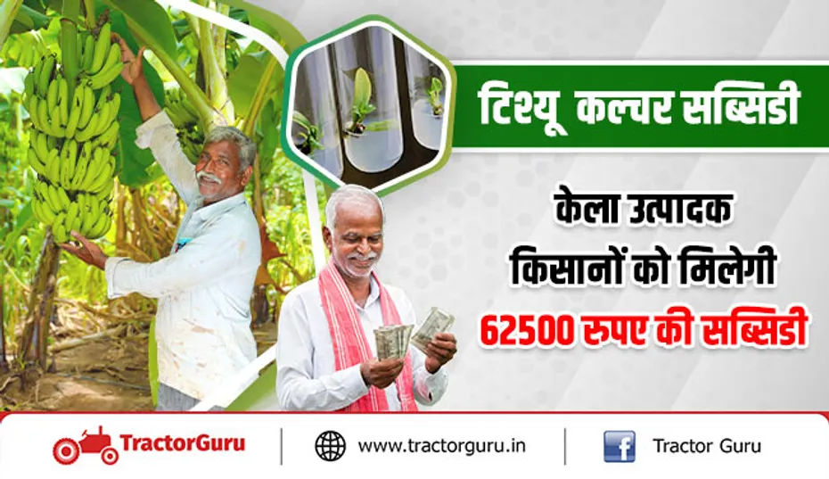 टिश्यू  कल्चर सब्सिडी - केला उत्पादक किसानों को मिलेगी 62500 रुपए की सब्सिडी
