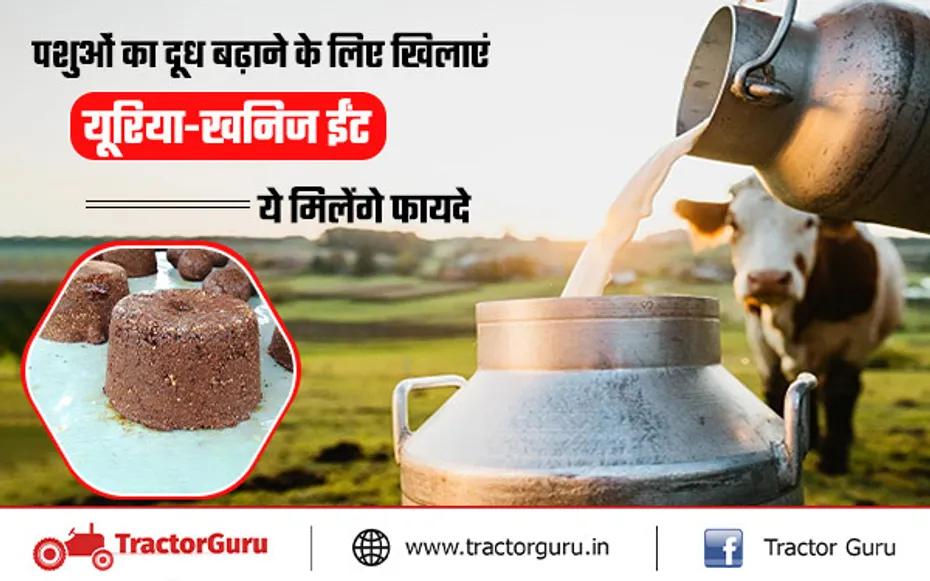 दुधारू पशुओं में दूध बढ़ाने के लिए खिलाएं ये खास यूरिया-खनिज पोषक ईंट