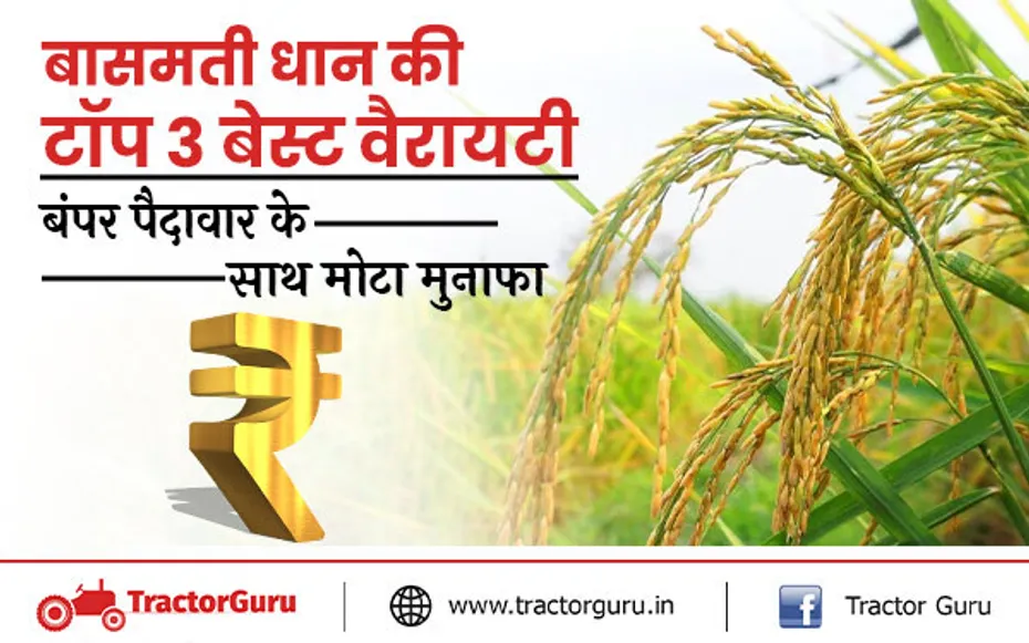 बासमती धान की टॉप 3 बेस्ट वैरायटी, खेती से किसानों को बंपर उपज के साथ मोटा मुनाफा