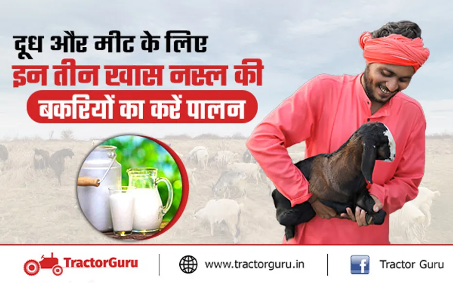 Goat Milk : दूध, मांस और गोट फार्मिंग व्यवसाय हेतु बकरियों की टॉप 3 नस्ल