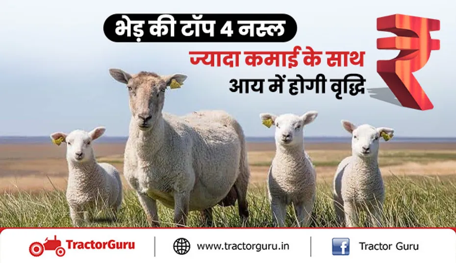 भेड़ की टॉप 4 नस्ल: ज्यादा कमाई के साथ आय में होगी वृद्धि
