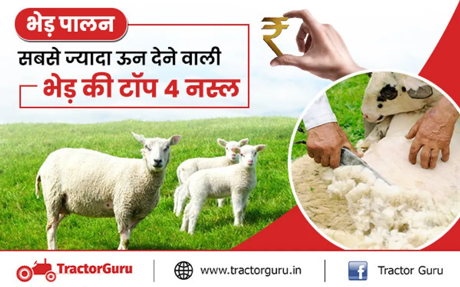 भेड़ पालन : सबसे ज्यादा ऊन देने वाली भेड़ की टॉप 4 नस्ल