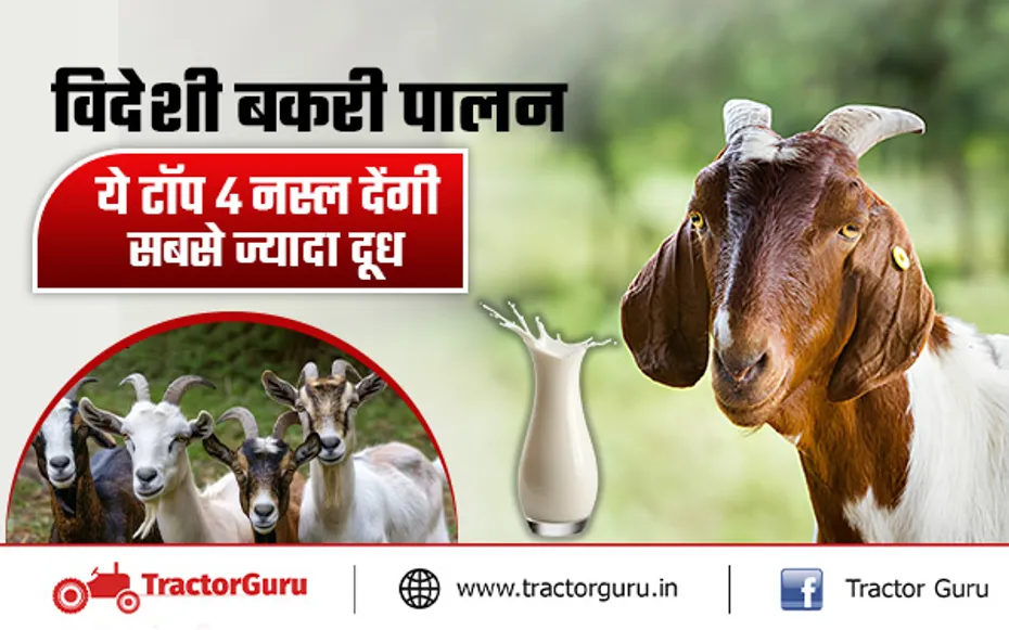 Goat Farming : टॉप 4 विदेशी नस्ल की बकरी से बढ़ेगी दूग्ध उत्पादन क्षमता