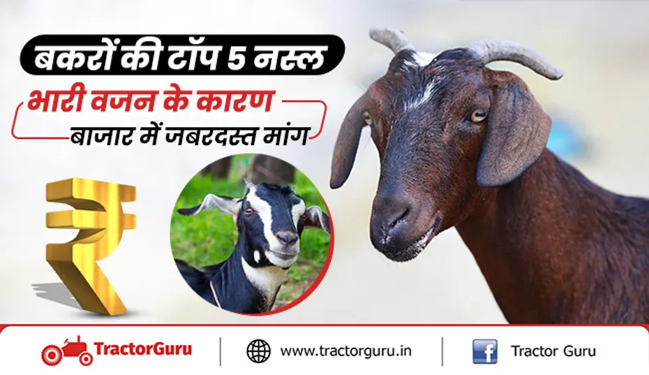 बकरों की टॉप 5 नस्ल : भारी वजन के कारण बाजार में जबरदस्त मांग