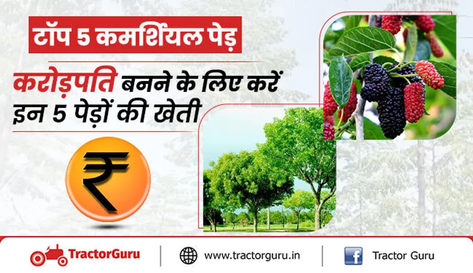 टॉप 5 कमर्शियल पेड़ों की खेती, किसानो को मिलेगा बंपर मुनाफा
