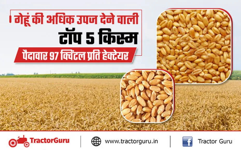 गेहूं की अधिक उपज देने वाली टॉप 5 किस्म, पैदावार 97 क्विंटल प्रति हेक्टेयर