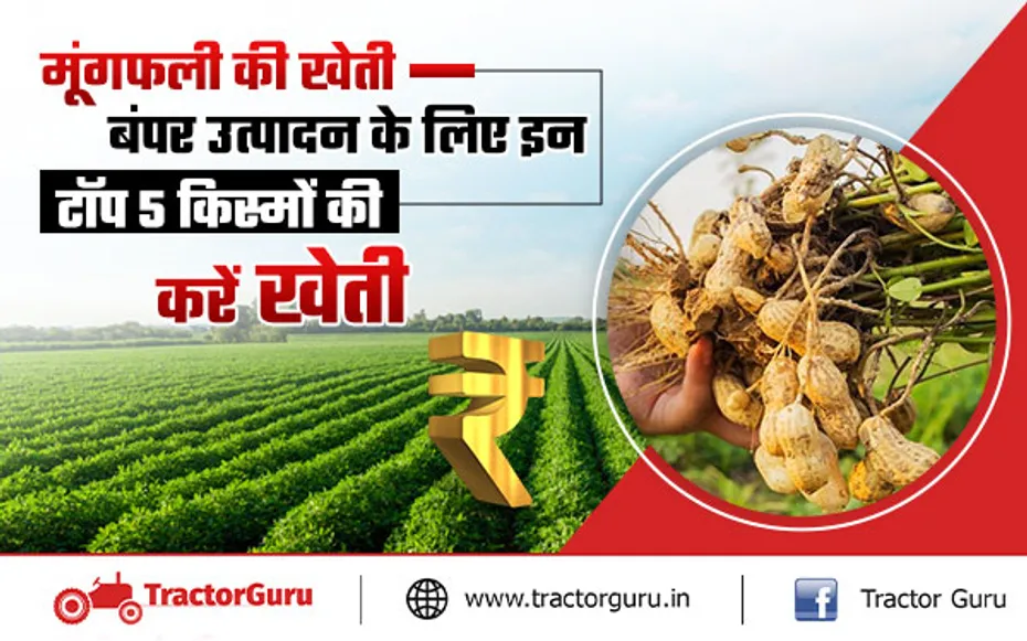 Groundnut Varieties : मूंगफली की खेती के लिए टॉप 5 उन्नत किस्में
