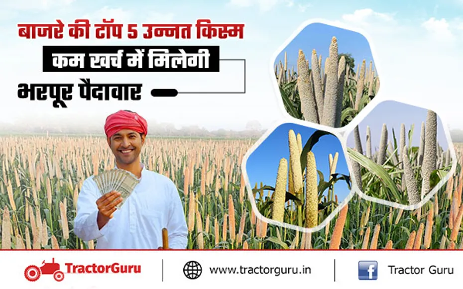 बाजरे की टॉप 5 उन्नत किस्में : कम लागत में मिलेगी अच्छी पैदावार