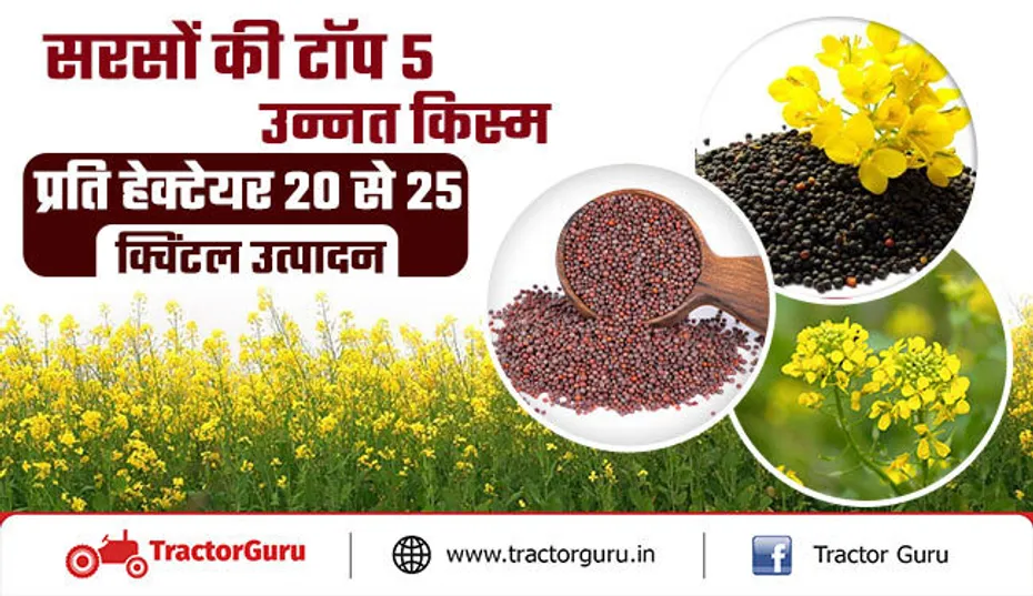 सरसों की टॉप 5 उन्नत किस्में, प्रति हेक्टयर 20 से 25 क्विंटल उत्पादन