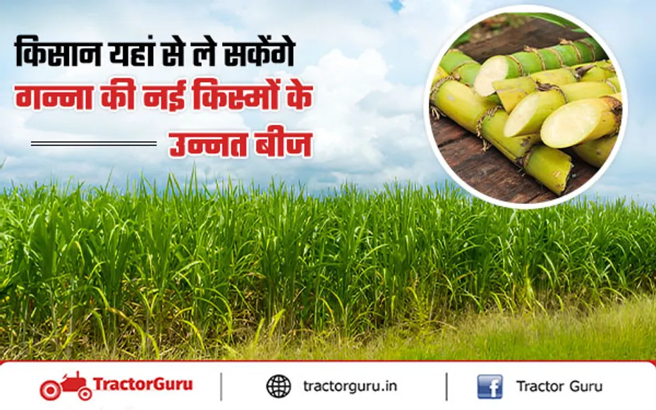 Sugarcane Crop : किसान के लिए शरदकालीन बुआई हेतु गन्ना की टॉप 5 नई किस्मे