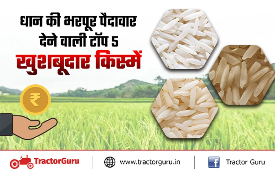 Basmati Rice : धान की खेती के लिए इन टॉप 5 किस्मों की करें खेती