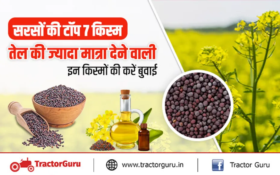 Mustard Seeds : टॉप 7 सरसों की ज्यादा मात्रा में तेल देने वाली किस्में
