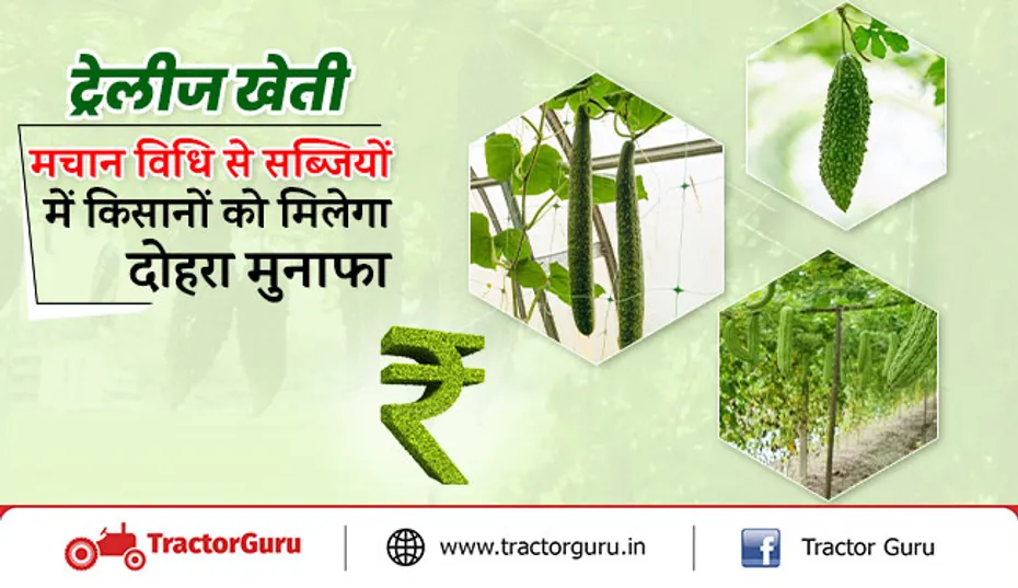 ट्रेलीज खेती : मचान विधि से सब्जियों में किसानों को मिलेगा दोहरा मुनाफा, जानें पूरी विधि