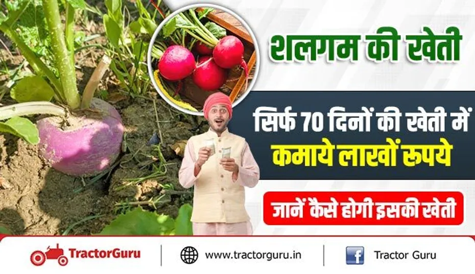 शलगम की खेती : सिर्फ 70 दिनों की खेती में कमाये लाखों रूपये, जानें कैसे होगी इसकी खेती