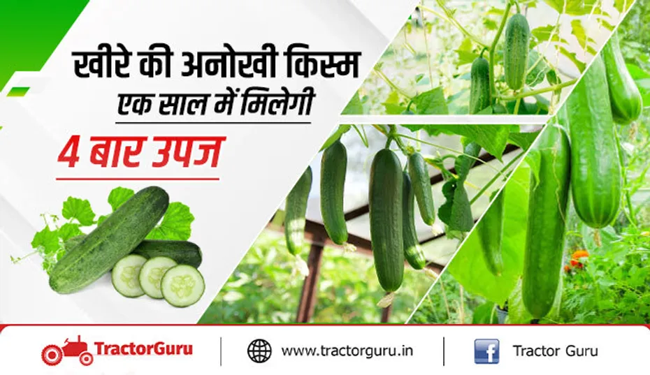 खीरे की यह अनोखी किस्म साल में देगी 4 बार उपज, हर तीसरे महीने लाखों की कमाई