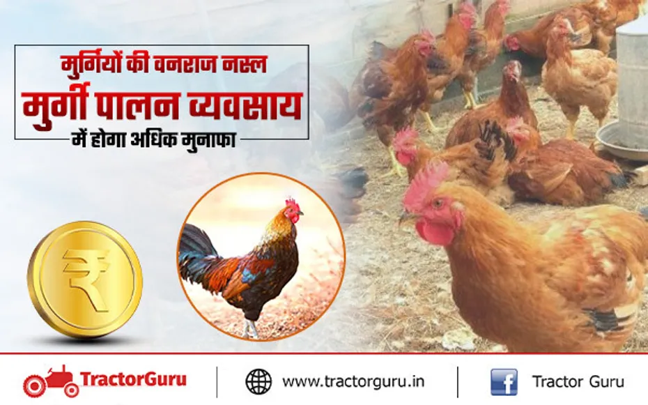 Poultry Farming : पशुपालकों के बीच काफी मशहूर है वनराजा मुर्गी नस्ल, जानें विशेषता
