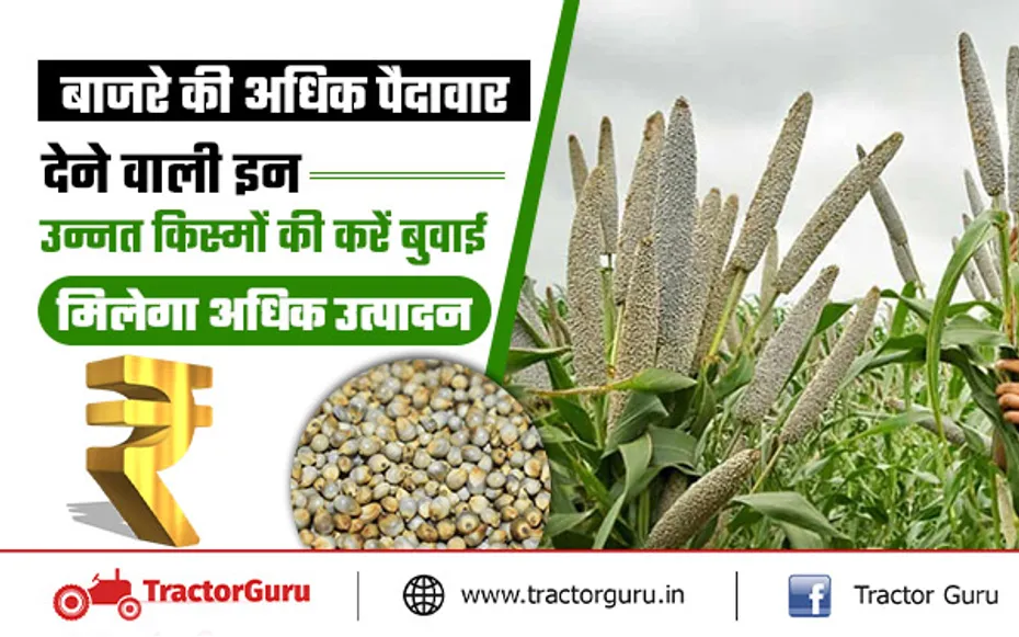 Millet Farming : बाजरे की अधिक पैदावार देने वाली इन उन्नत किस्मों की करें बुवाई, मिलेगी अधिक पैदावार