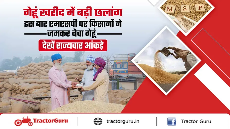 Wheat Crop : एमएसपी पर किसानों से गेहूं की खरीद, जमकर बेचा गेहूं