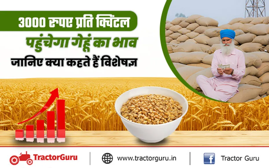 Wheat Price: 3000 रुपए प्रति क्विंटल पहुंचेगा गेहूं का भाव!, गेहूं की बिक्री पर लगाई रोक