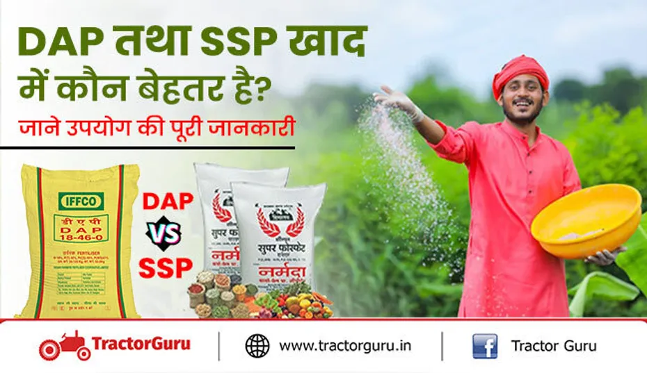 DAP तथा SSP खाद में कौन बेहतर है? जाने उपयोग की पूरी जानकारी