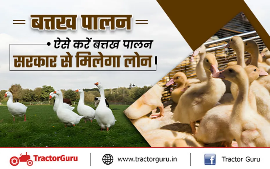 बत्तख पालन के लिए मिलेगा सरकार से लोन, किसान कम लागत में बढ़ा सकते हैं अपनी कमाई