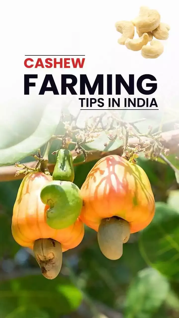 Cashew Farming Tips In India - Benefits of Cashew Nuts