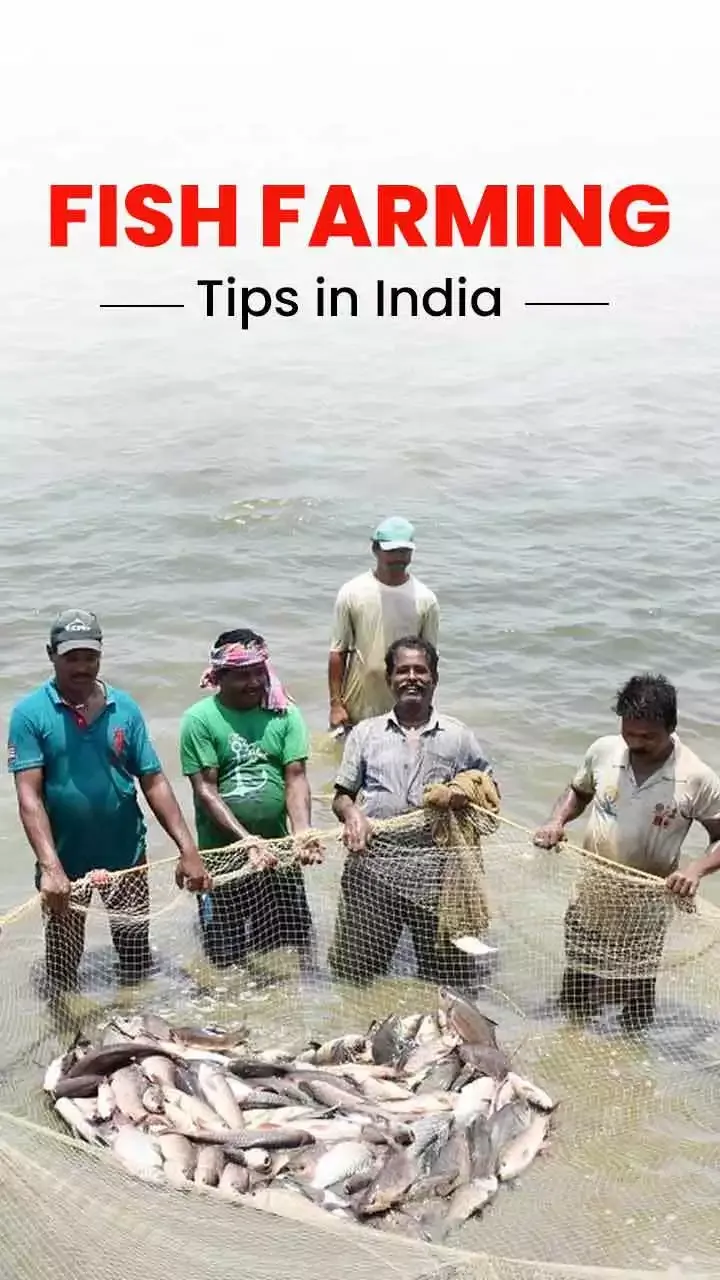 Fish Farming Tips in India - Types of fish farming