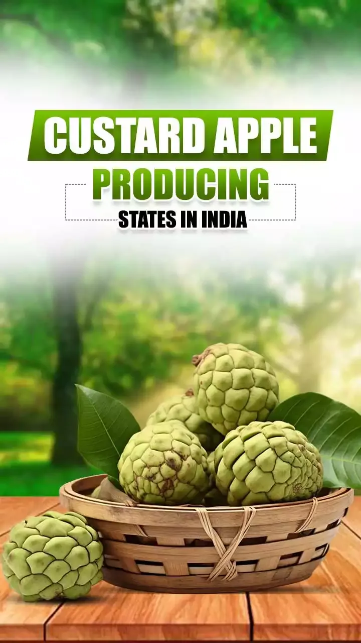 Top 5 Custard Apple Producing States In India
