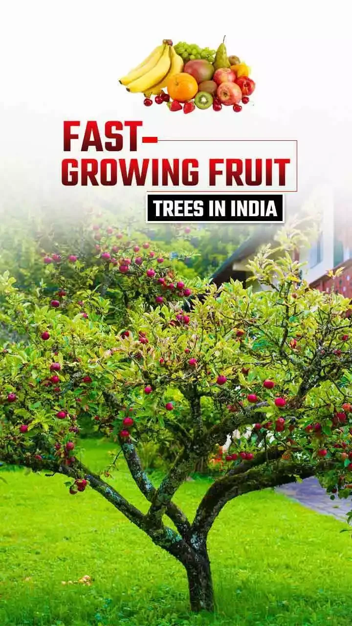 Top 5 Fast Growing Fruit Trees In India