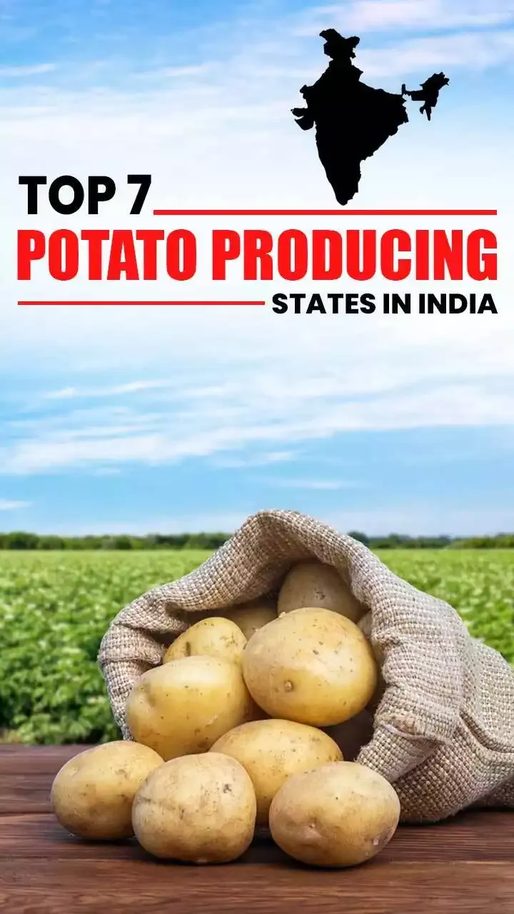 Story Cover Top 7 Potato Producing States In India 1702549308.webp