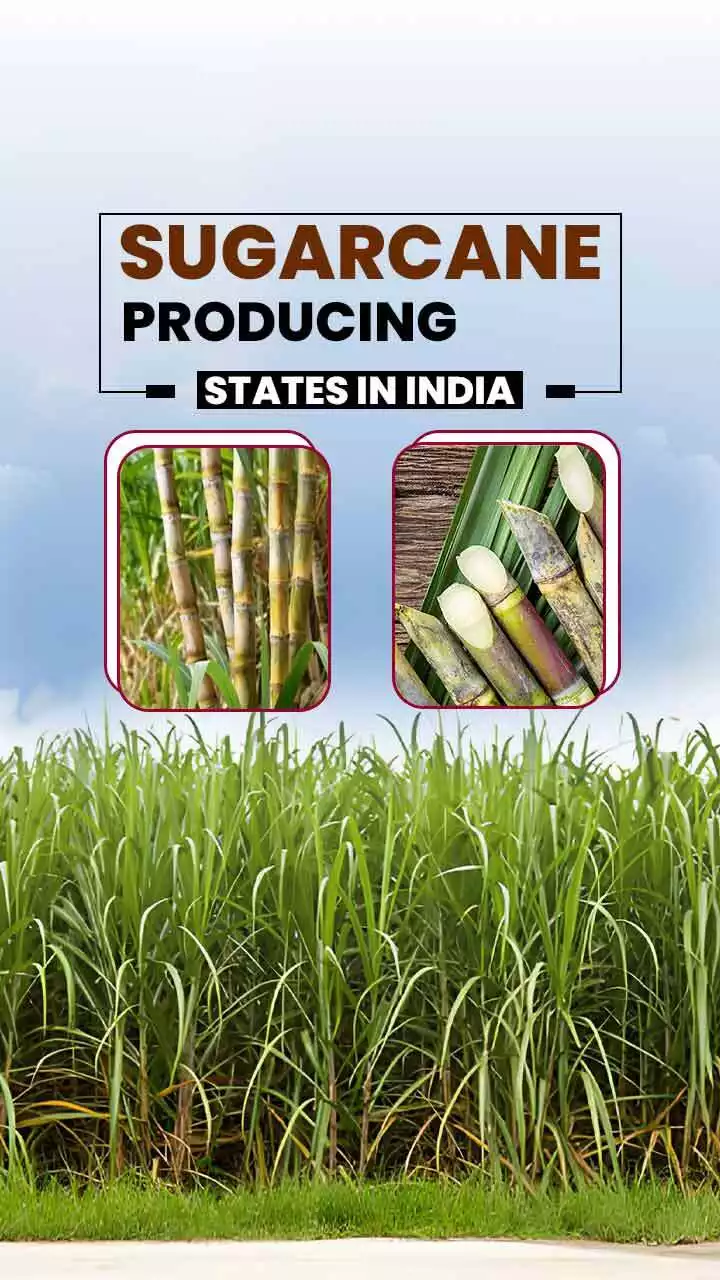 Top 20 Sugarcane Producing States in India